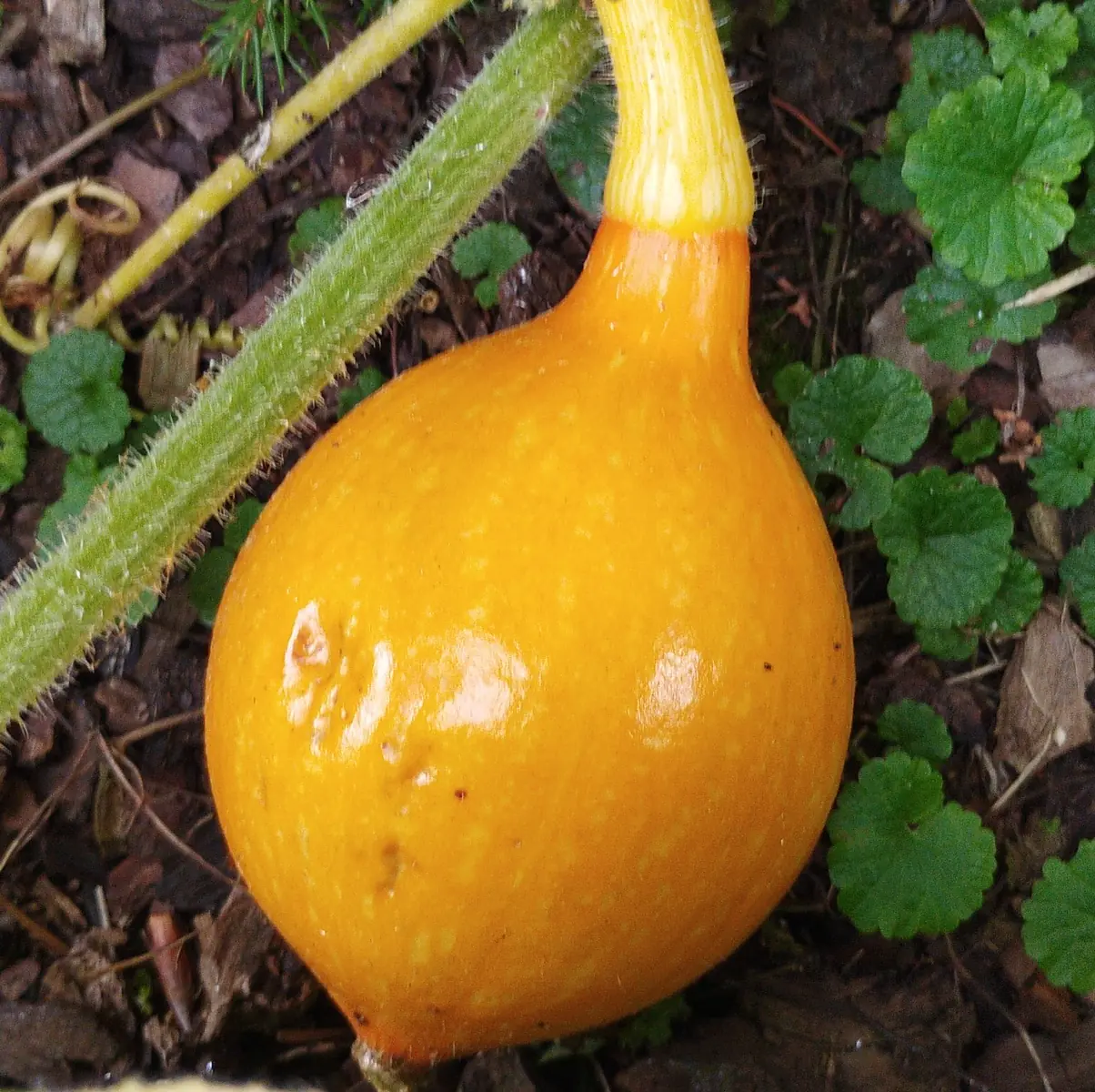 Kürbis