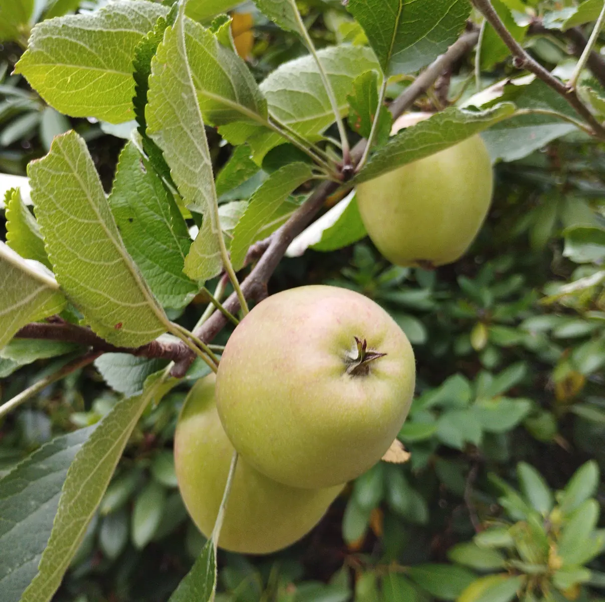 Äpfel